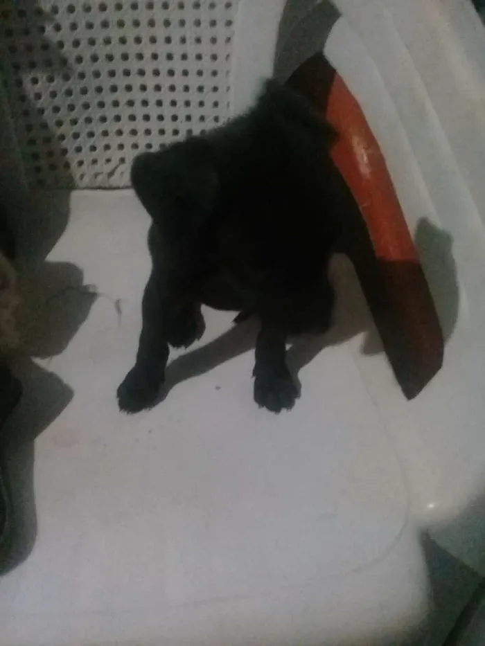 Cachorro ra a Vira lata idade Abaixo de 2 meses nome Cachorros 