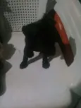 Cachorros