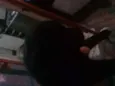 Cachorros