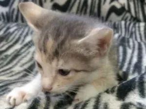 Gato raça Sem raça definida  idade Abaixo de 2 meses nome Julieta 