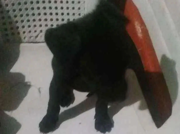 Cachorro ra a Vira lata idade Abaixo de 2 meses nome Cachorros 