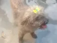 Fofinha