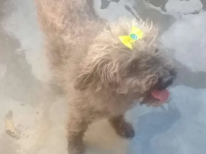 Cachorro raça Poodle idade 2 anos nome Fofinha