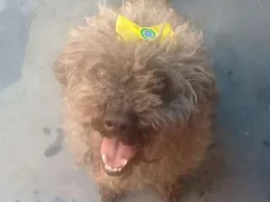 Cachorro raça Poodle idade 2 anos nome Fofinha