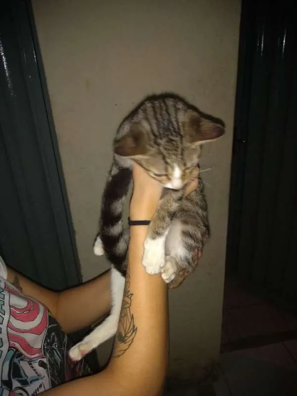Gato ra a Siamês idade 2 a 6 meses nome sem nome