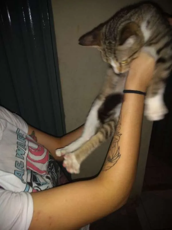 Gato ra a Siamês idade 2 a 6 meses nome sem nome