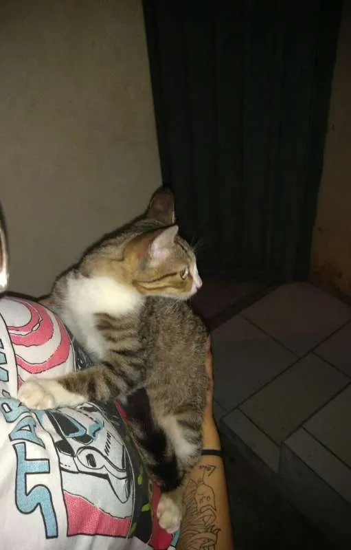 Gato ra a Siamês idade 2 a 6 meses nome sem nome