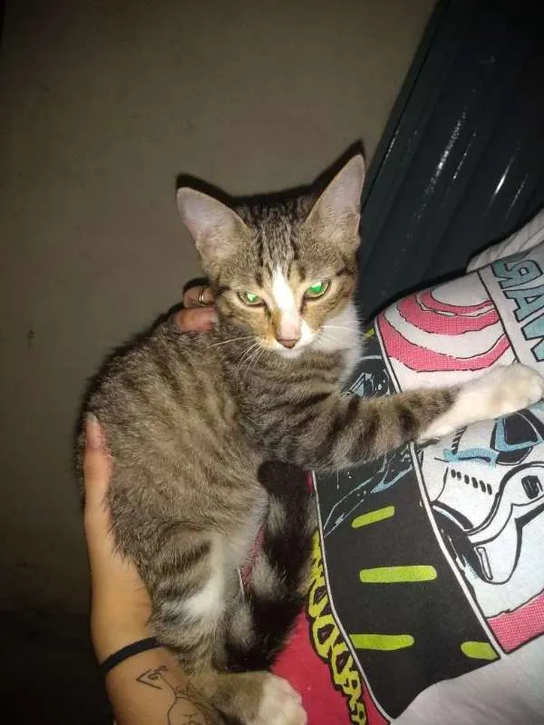 Gato ra a Siamês idade 2 a 6 meses nome sem nome