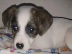 Cachorro raça ?? idade 2 a 6 meses nome "Bolinha"