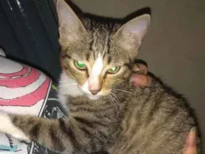 Gato raça Siamês idade 2 a 6 meses nome sem nome