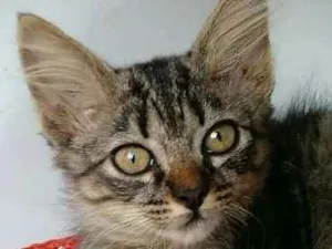 Gato raça SRD idade 2 a 6 meses nome Dóris