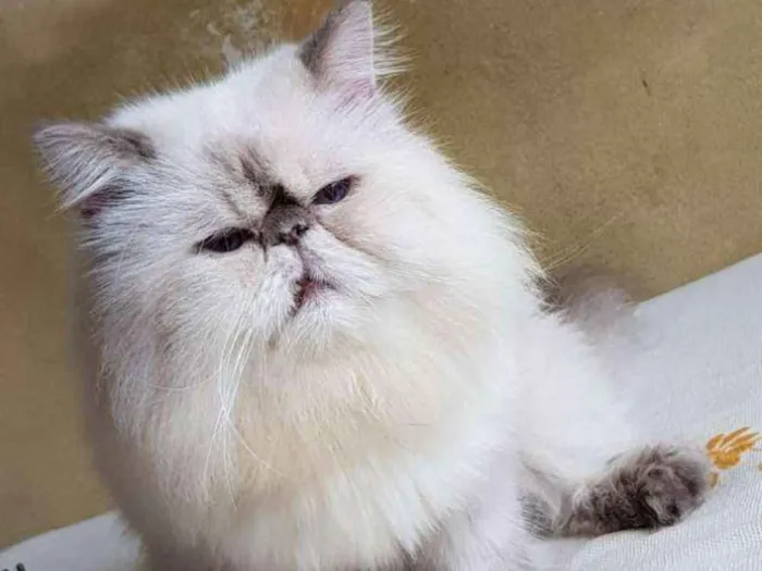 Gato ra a Persa idade 6 ou mais anos nome Lennon