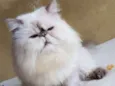 Lennon