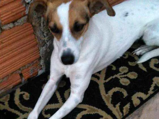 Cachorro ra a Vira lata idade 4 anos nome Madona 