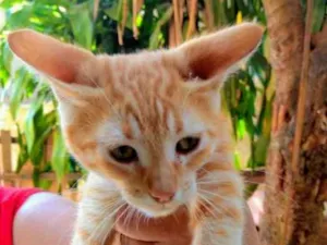 Gato raça Sem raça definida  idade 2 a 6 meses nome André