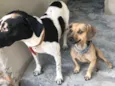 Pitico e Branca