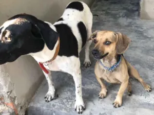 Cachorro raça salcinha e SRD idade 1 ano nome Pitico e Branca