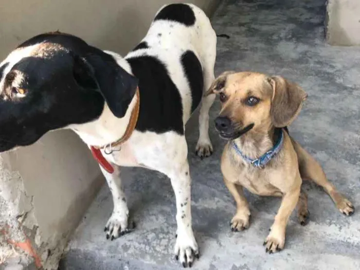Cachorro ra a salcinha e SRD idade 1 ano nome Pitico e Branca
