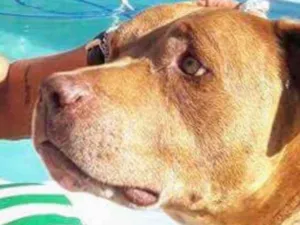 Cachorro raça pitbull idade 6 ou mais anos nome Bono