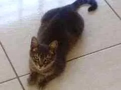 Gato raça  idade  nome a