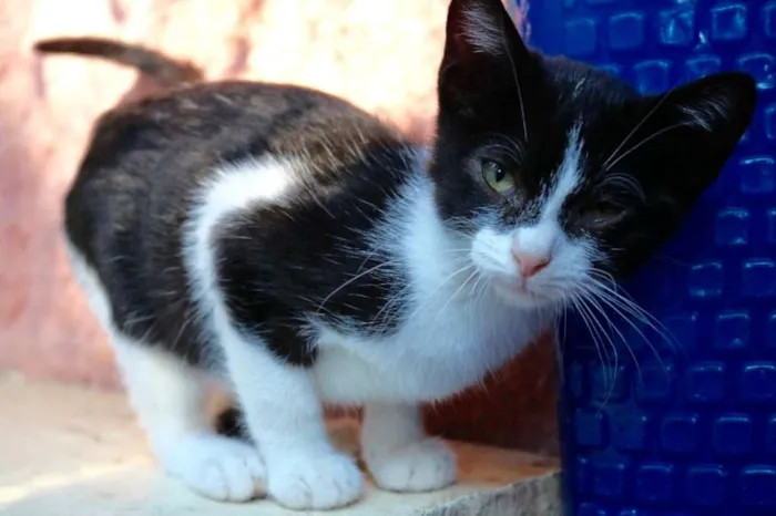Gato ra a SRD idade 2 a 6 meses nome Milli