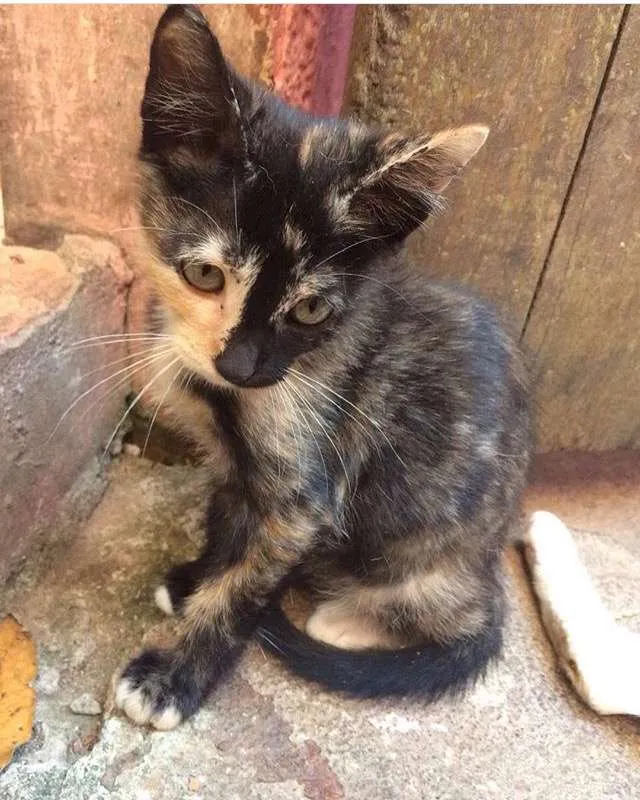 Gato ra a SRD idade 2 a 6 meses nome Milli
