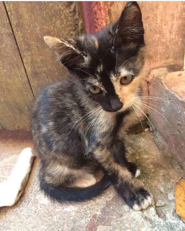 Gato ra a srd idade 2 a 6 meses nome Sunny