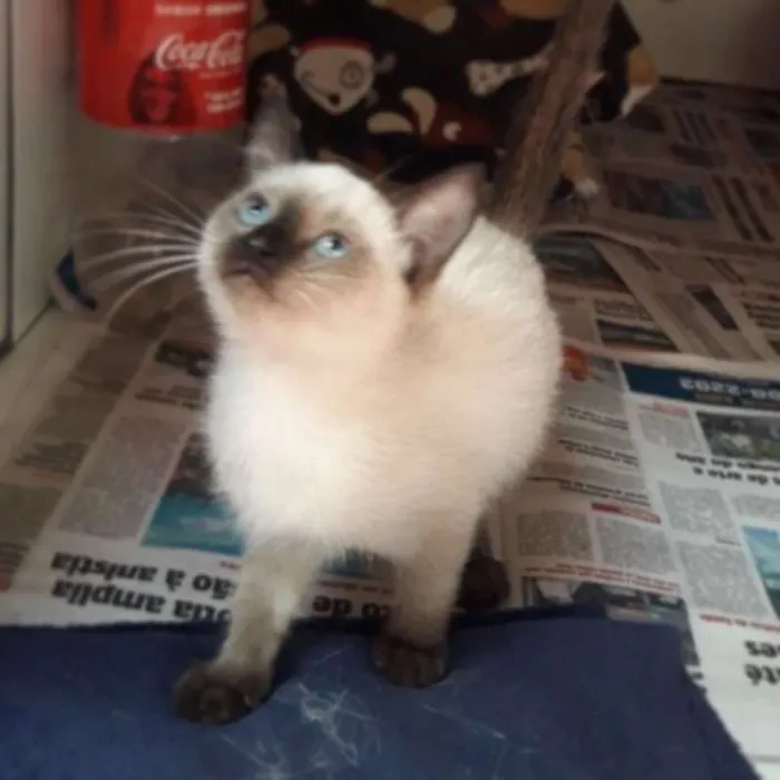 Gato ra a siamesa idade Abaixo de 2 meses nome Flor