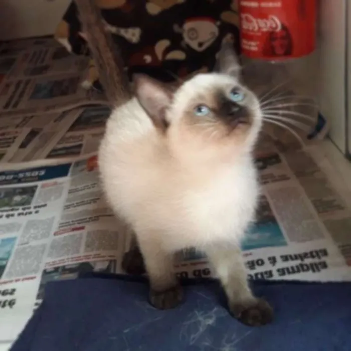 Gato ra a siamesa idade Abaixo de 2 meses nome Flor