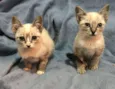 Lilli e Lila