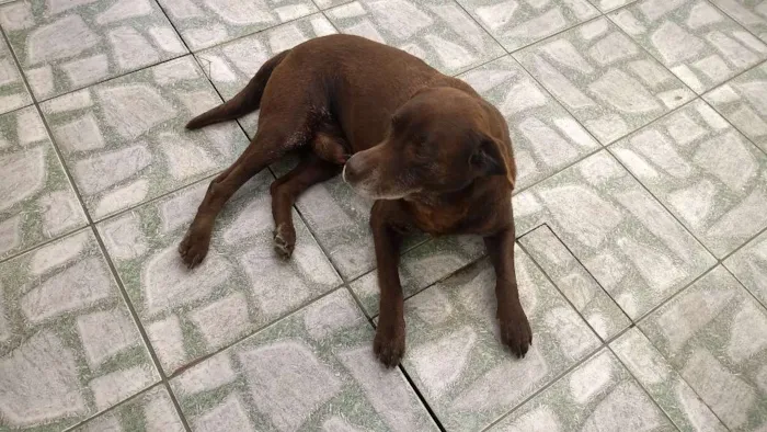 Cachorro raça Labrador idade 6 ou mais anos nome Chopp