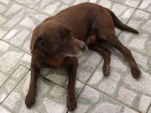 Cachorro raça Labrador idade 6 ou mais anos nome Chopp