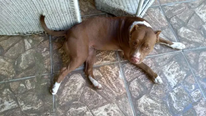 Cachorro ra a Pitbull idade 1 ano nome Kyra