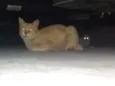Gatos