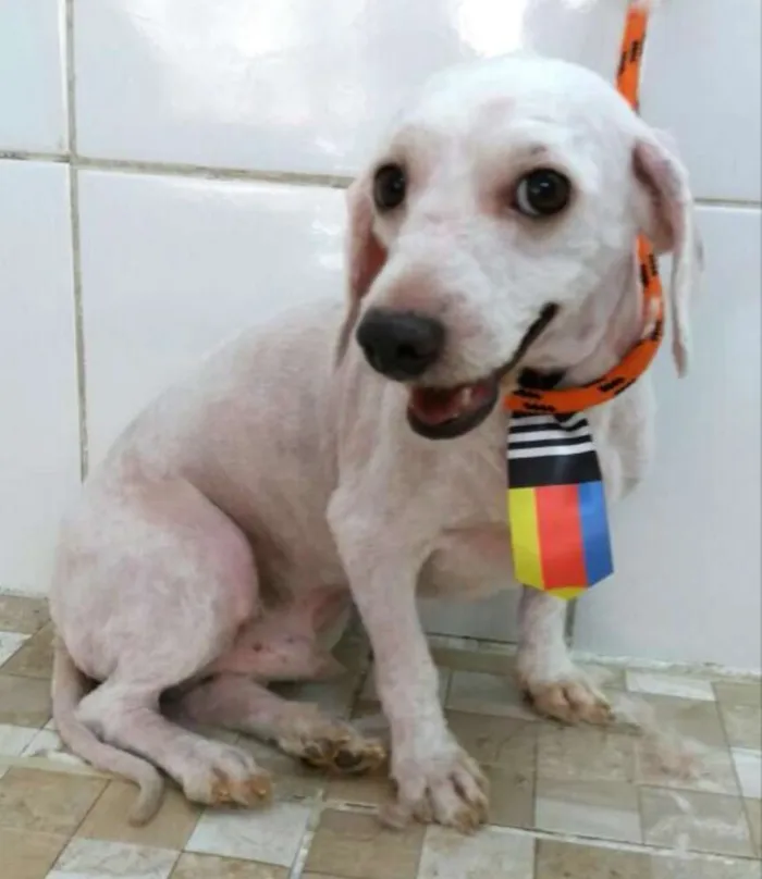Cachorro ra a Poodle idade 4 anos nome Gigante