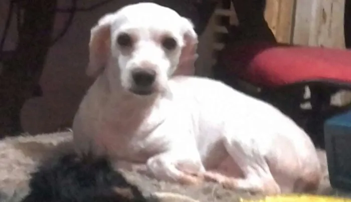 Cachorro ra a Poodle idade 4 anos nome Gigante