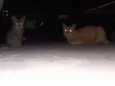 Gatos