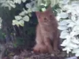 Gatos