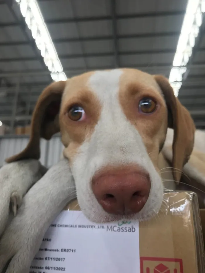 Cachorro ra a SRD idade 1 ano nome Flora