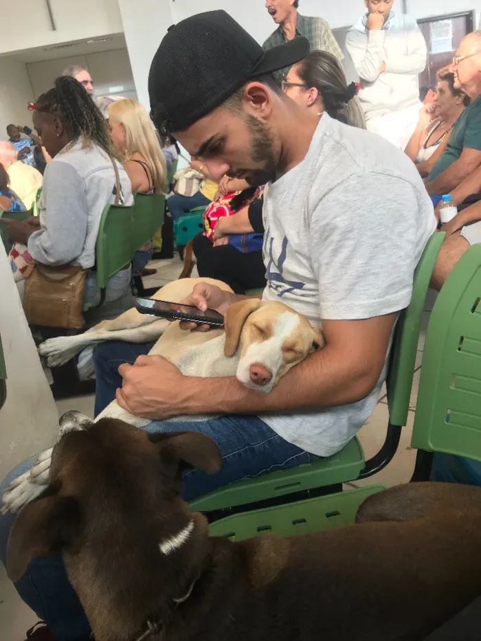 Cachorro ra a SRD idade 1 ano nome Flora