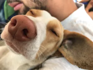 Cachorro raça SRD idade 1 ano nome Flora