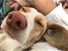 Cachorro raça SRD idade 1 ano nome Flora