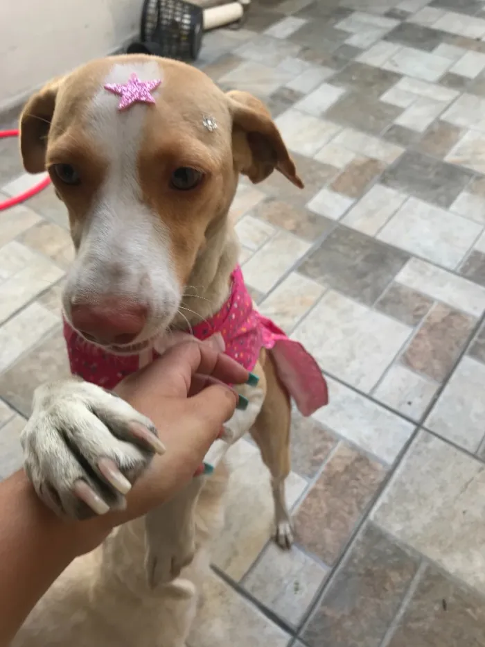 Cachorro ra a SRD idade 1 ano nome Flora