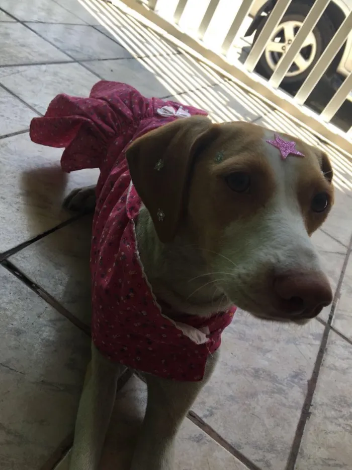 Cachorro ra a SRD idade 1 ano nome Flora