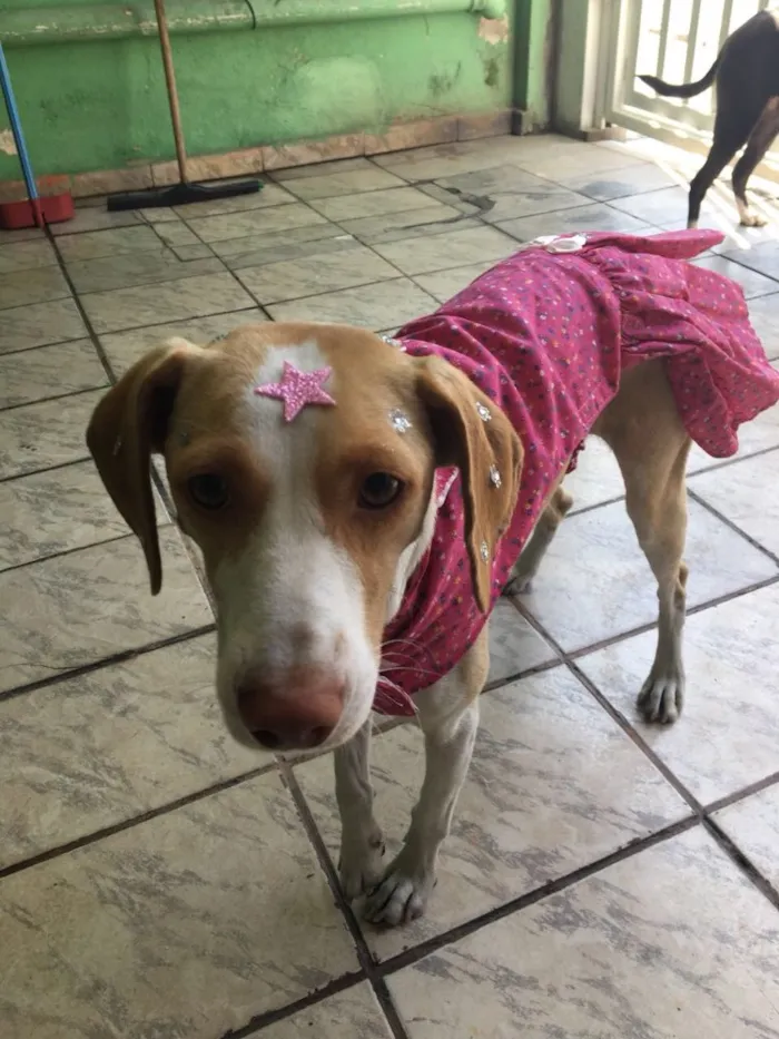 Cachorro ra a SRD idade 1 ano nome Flora