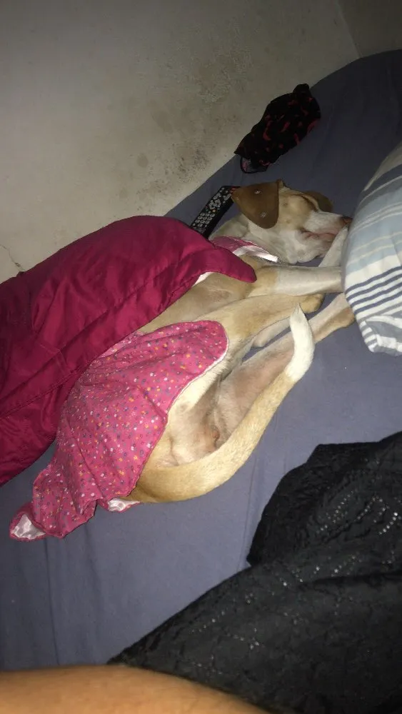 Cachorro ra a SRD idade 1 ano nome Flora