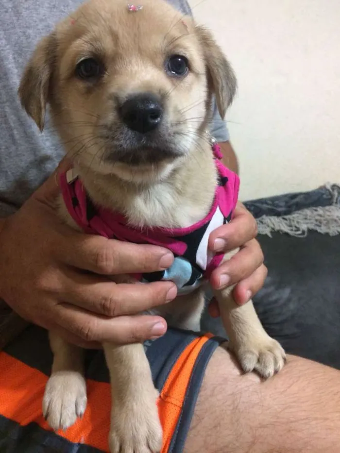 Cachorro ra a Srd idade Abaixo de 2 meses nome Samy