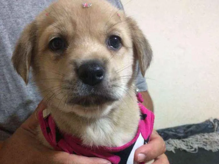 Cachorro ra a Srd idade Abaixo de 2 meses nome Samy