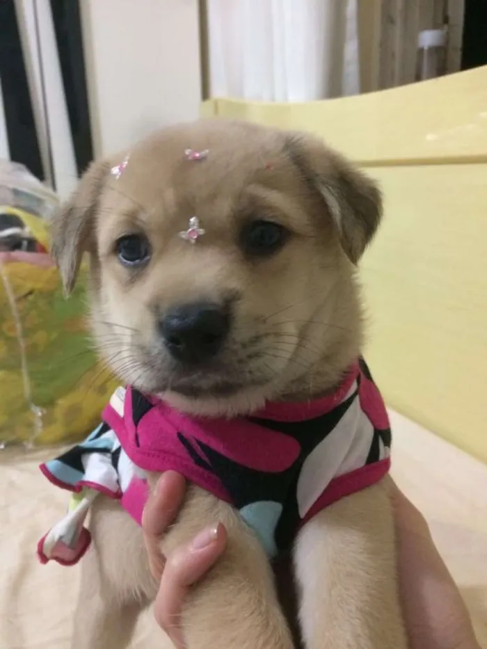 Cachorro ra a Srd idade Abaixo de 2 meses nome Samy