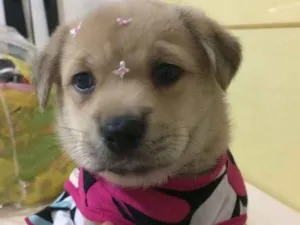 Cachorro raça Srd idade Abaixo de 2 meses nome Samy